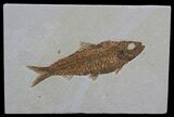 Detailed, Knightia Fossil Fish - Wyoming #64567-1